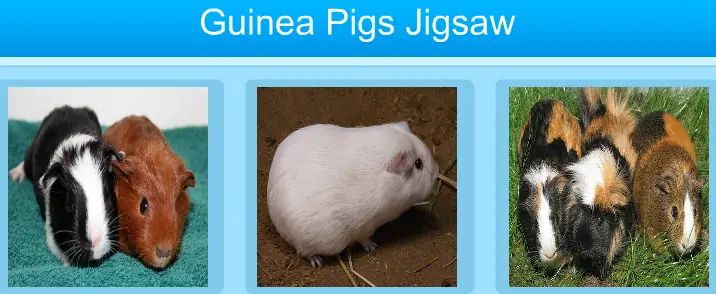 Guinea Pigs Jigsaw logo
