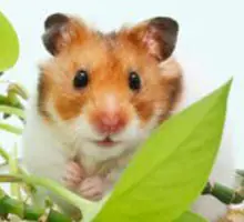 Hamster Quiz logo