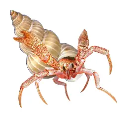 Hermit logo