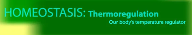 Homeostasis: Thermoregulation: Our Body's Temperature Regulator logo