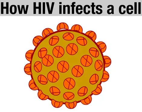 How HIV Infects a Cell logo
