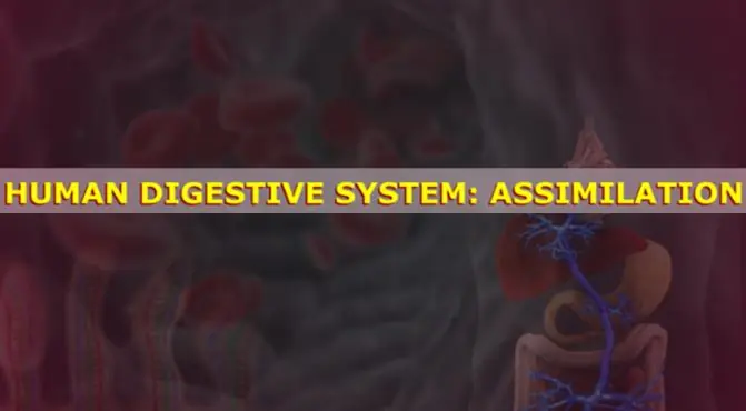 Human Digestive System: Assimilation logo