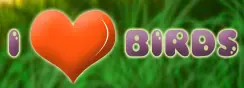 I Love Birds logo