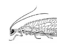 Isolating Mechanisms: Lacewing Songs logo