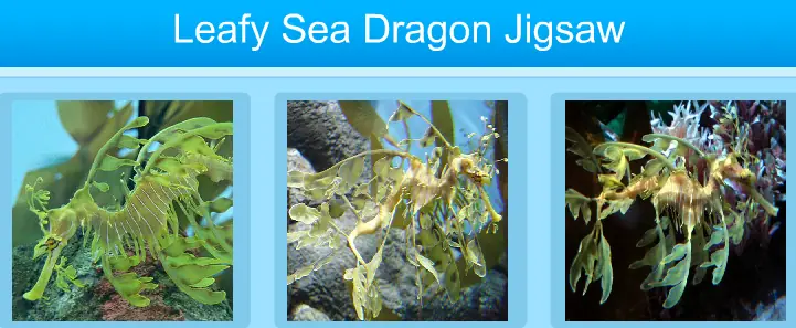 Leafy Sea Dragon Jigsaw logo