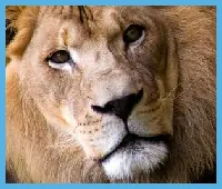 Lion Slider logo