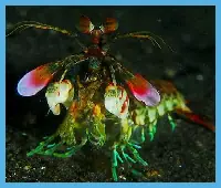 Mantis Shrimp Slider logo