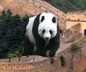 Monky Panda Magic logo