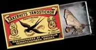 Moth logo