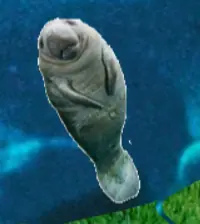 Mr Manatee's Crazy Cookie Raid logo