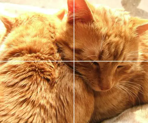 My Beautiful Cats - Sliding Puzzle logo