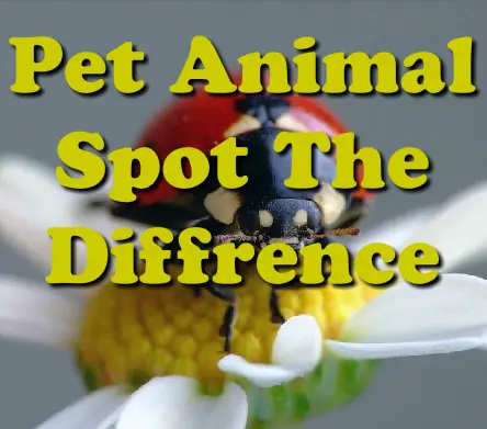 Pet Animal Spot The Difference logo