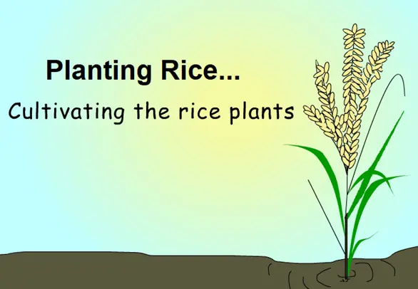 Planting Rice... Cultivating the rice plants logo