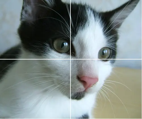 Puzzle with my Cat Niko logo