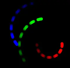 RGB-Spinner logo