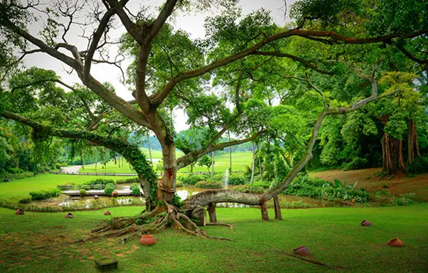 Sentosa - Heritage Tree Virtual Reality Image logo