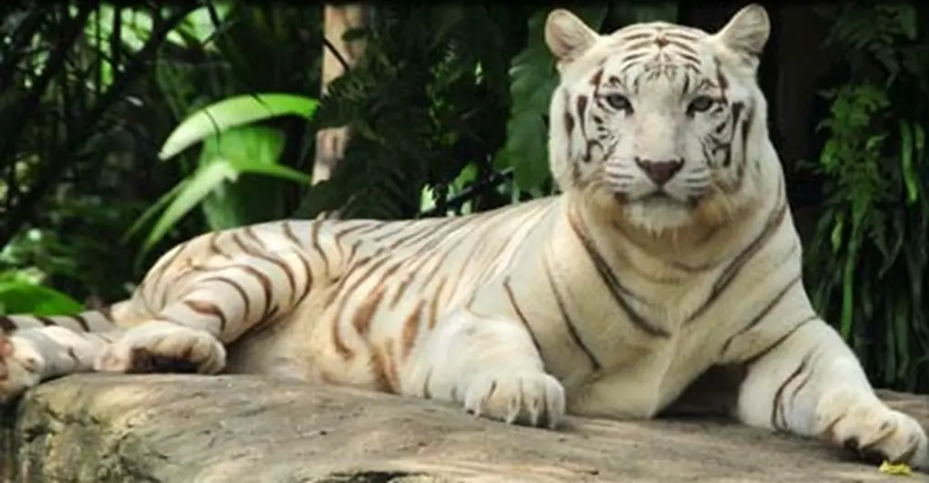 Singapore Zoo White Tigers Virtual Reality Image logo