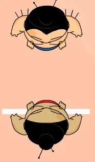 Sumo logo