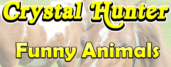 Super Sneaky Spy Guy: Crystal Hunter: Funny Animals logo