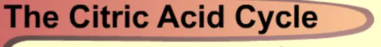 The Citric Acid Cycle logo