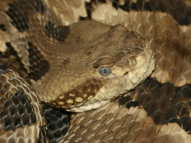 Timber Rattlesnake Jigsaw logo