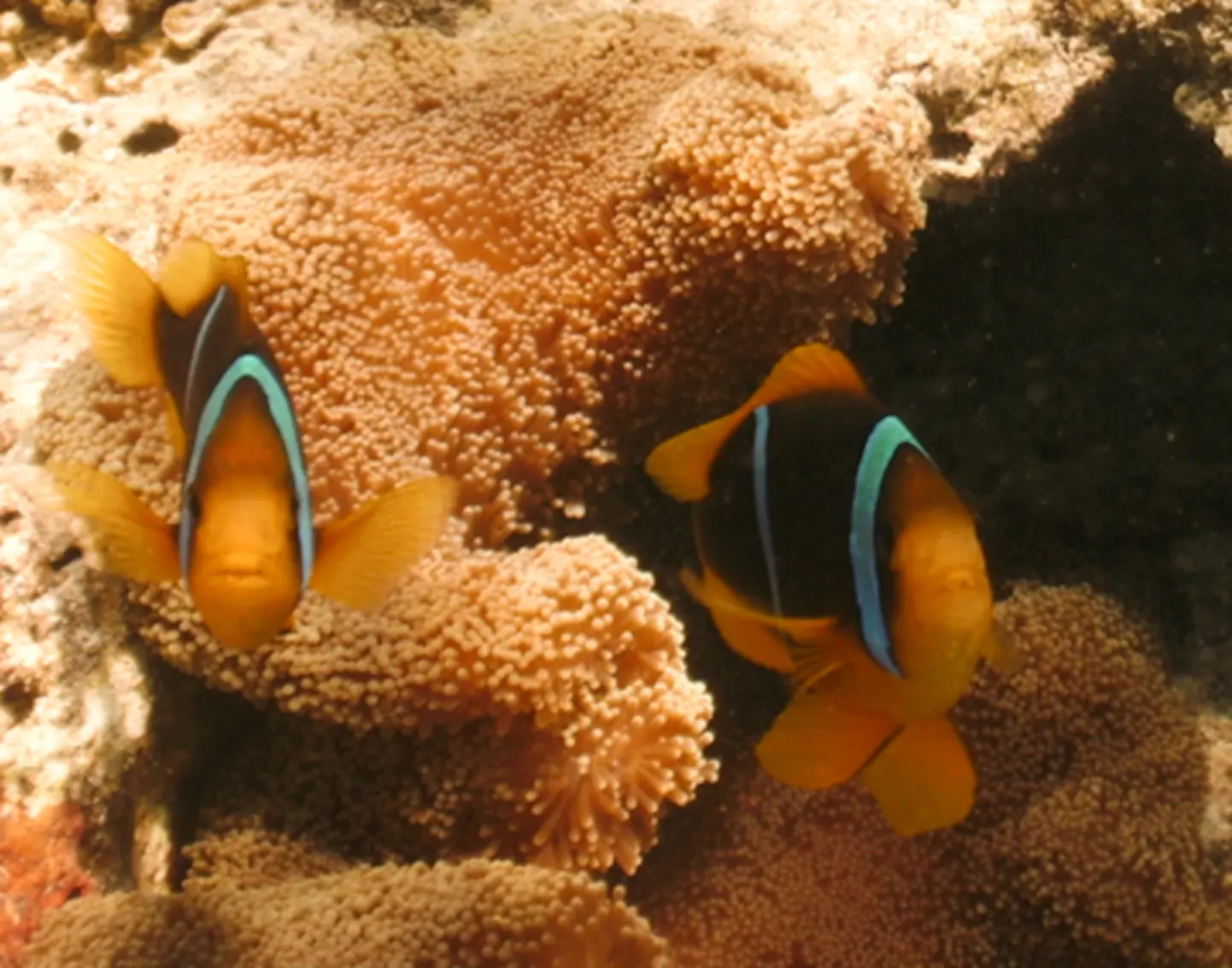 Tonga underwater - Tenayatravels logo