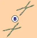 Tracking at White Sands logo