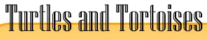 Turtle and Tortoises Quiz logo