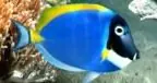 Underwater logo