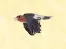Untitled Bird Game logo