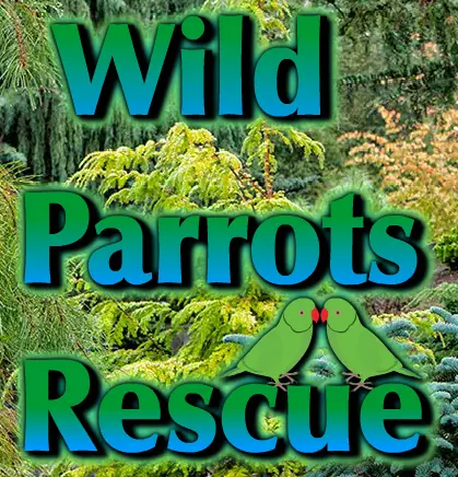 Wild Parrots Rescue logo