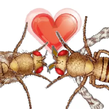 Wild Type Female x Sepia Eyed, Vestigial Winged Male logo