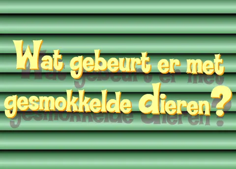 Willem Wever animal smuggling game logo