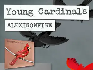 Young Cardinals logo